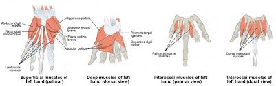 Check spelling or type a new query. Muscles Of The Pectoral Girdle And Upper Limbs Anatomy And Physiology I