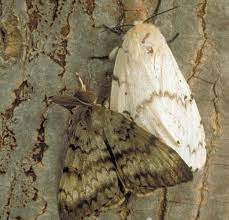 The female is a whitish color and about 2 inches wide. Gypsy Moth Life Cycle Integrated Pest Management