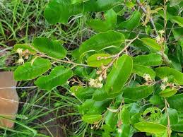 Image result for Croton dichogamus