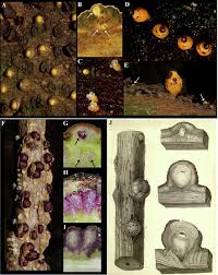 Image result for Apodanthaceae