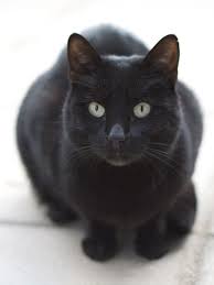 2020 Kedi Siyah