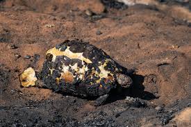 Image result for tbn:XVFRz-6Maj2JLM::www.jolmag.co.za/wildfire/images/Logos/vuvuzela_header.jpg