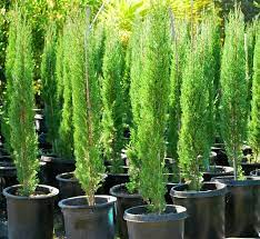 Give the tree a good soaking every week for the first few months. Italian Cypress Live Evergreen Tree Size 25 Tall Indoor Garden Live Plants Cypress Trees