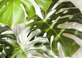 Jenis monstera alias tanaman bunga janda bolong yang memiliki daun unik dan cantik untuk memperindah hunian. Tanaman Hias Termahal Di Indonesia 2020 Ada Monstera Dan Nomor 5 Merupakan Jenis Tanaman Langka Portal Jember