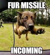 Dog memes cat memes dog days memes dogging memes carefully memes caring memes care memes dont care memes. Happy National Dog Day Here S A Dog Meme For You Guys Album On Imgur