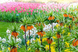Click on these links to browse the whole collection: Fritillaria Varieties