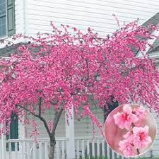 Buy trees online with free shipping the tree center. Buy Pink Cascade Weeping Peach At Michigan Bulb Ornamental Trees Flowering Trees Backyard Landscaping
