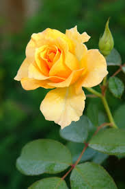 This is known as the language of flowers. Friendship Rose I Friendship Rose Beautiful Roses Hybrid Tea Roses