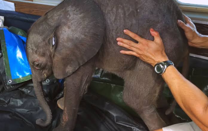 Baby Elephant Can't Stop Following Her Rescuer After Being Saved From Death  | Bored Panda