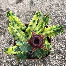 Image result for Huernia verekeri