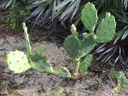 Grown mostly as a fruit crop, the plant is valued for its large, sweet fruits called figs or tunas. Plants Canaveral National Seashore U S National Park Service