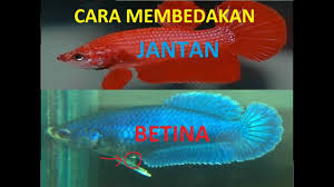 Cara membedakan cupang jantan dengan betina: Cara Membedakan Ikan Cupang Jantan Betina Yang Siap Kawin Youtube