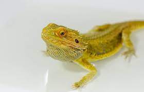 There's actually no age a bearded dragon should be before having their first bath. Bearded Dragon Shedding Everything You Need To Know Everything Reptiles