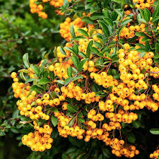 Image result for Pyracantha coccinea golden charmer