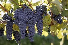 Fresh grape vine in bright sunshine. Could The Root Of A Grapevine Damage A House S Foundation Ehow Com Growing Grapes Grape Vines Grapes