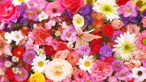Birth Flowers Meanings Birth Month Flowers Birth