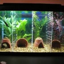 Clever Funny Betta Fish Names Top 100 Most Popular Betta Fish Care Fish Tank Decorations Diy Fish Tank
