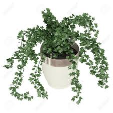 Trailing plants can provide a whole new look to your pots, hanging baskets, containers and window boxes. Potted Ivy Plant Trailing Over The Edges Of A Ceramic A Container Stock Photo Picture And Royalty Free Image Image 15388822