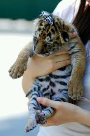 شوف صور جديده صوره اسد كيوت Cute Animal Pictures Baby Tiger Animals Beautiful
