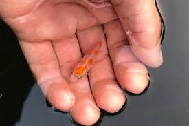 Aclimatacao E Adaptacao Do Peixe No Lago