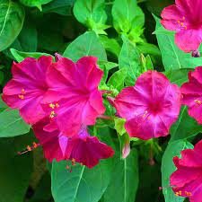 Pin On Flowers