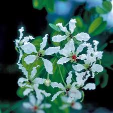 Image result for Bauhinia burrowsii