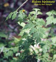 Image result for Bidens bipinnata