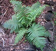 Image result for Pneumatopteris unita