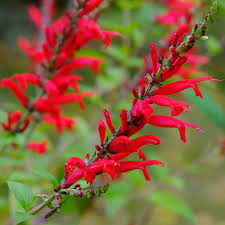 Image result for Salvia coccinea