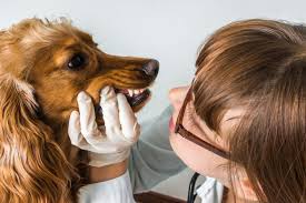 The cost of removing each tooth ranges from $10 to $50 on top. What You Should Know About Dog Dental Cleaning Costs Petguide