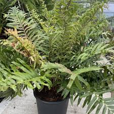 Image result for Blechnum tabulare