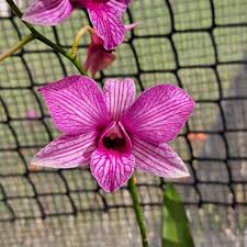 Image result for Polystachya adansoniae