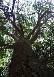 Image result for Rapanea melanophloeos