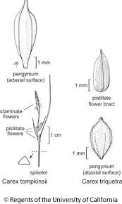 Carex Triquetra Dillenia triquetra is a plant endemic to the island of sri lanka, where it is known as දියපර (diyapara) by local people. carex triquetra
