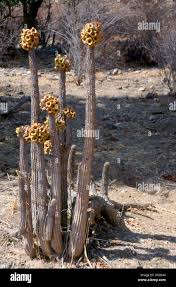 Image result for Hoodia currorii