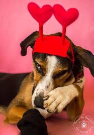 Paws The Moment Pet Photography Dogs Animal Photography Paw Pets