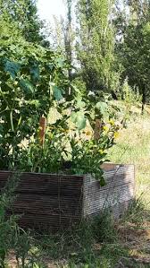 Der botanische garten der universität leipzig beheimatet auf einer fläche von 3,5 hektar etwa 10.000 verschiedene arten. Gemeinschaftsgarten Grunau Bund Leipzig