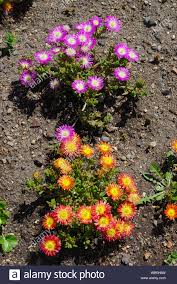 Portulak Blume Stockfotos Und Bilder Kaufen Alamy