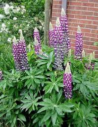 Can i keep it outside in winter and it comes back next year? Lupine Gone To Seed Now What