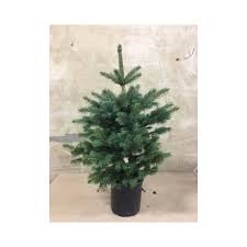 Check spelling or type a new query. Sapin De Noel En Pot 60 90cm Epicea Omorika Cdiscount Maison