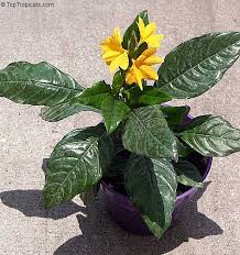 Image result for Crossandra infundibuliformis