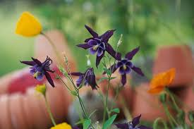 We did not find results for: Blue Flowers Summer Garden Country Blue Hd Wallpaper Peakpx