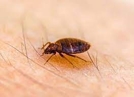 Since 1968, we have served the community with comprehensive pest treatment and control. Professional Bed Bug Control For Homes Businesses In In Ky And Il