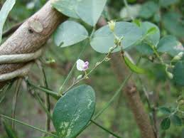 Image result for Teramnus