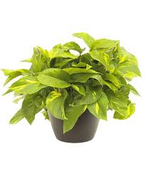 Le piante da interni donano colore e luce agli spazi interni e creano un'allegra e rilassante atmosfera in ogni casa, inoltre sono molto utili per regolare il tasso di umidità e ossigenare gli ambienti casalinghi. Consegna Un Regalo A Domicilio In Giornata Pianta Ornamentale Di Pothos A Modena E Dintorni