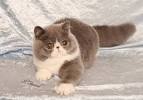 Available Cats – Specialty Purebred Cat Rescue