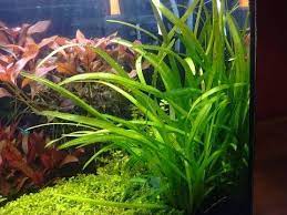 017 sagittaria subulata epoka akwariowa