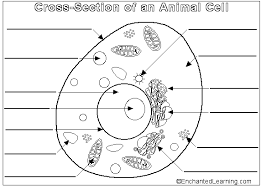 All organelles except cell walls, chloroplasts, lysosomes plants have cell animal cells dont perform photosynthesis so they don't need choloplasts plant cells need cell walls to maintain the shape and provide some rigidity to stems and stalks since. Https Www Lincnet Org Cms Lib05 Ma01001239 Centricity Domain 108 Cells Exploration Activities Pdf