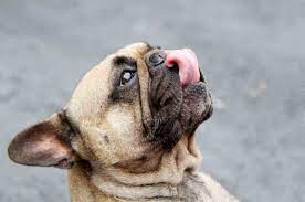 Sluuuuurp Why Do Dogs Lick Ears Naperville Animal Hospital Naperville Il