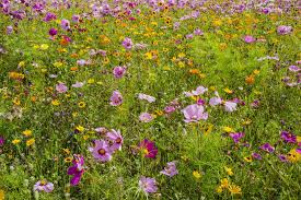 Where to plant cosmos in garden. Cosmos Plant Care Growing Guide